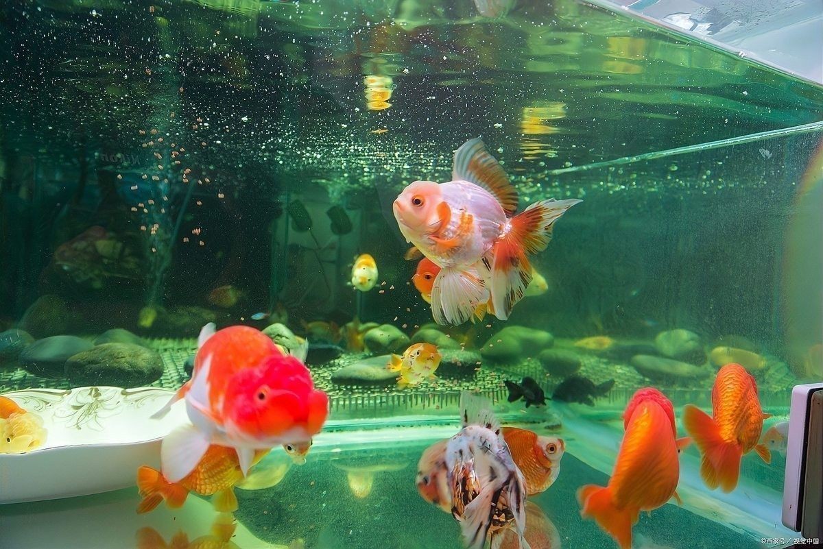 隔離期間如何給龍魚消毒？（隔離期間給龍魚消毒是一個(gè)重要步驟以確保它們的健康和安全）