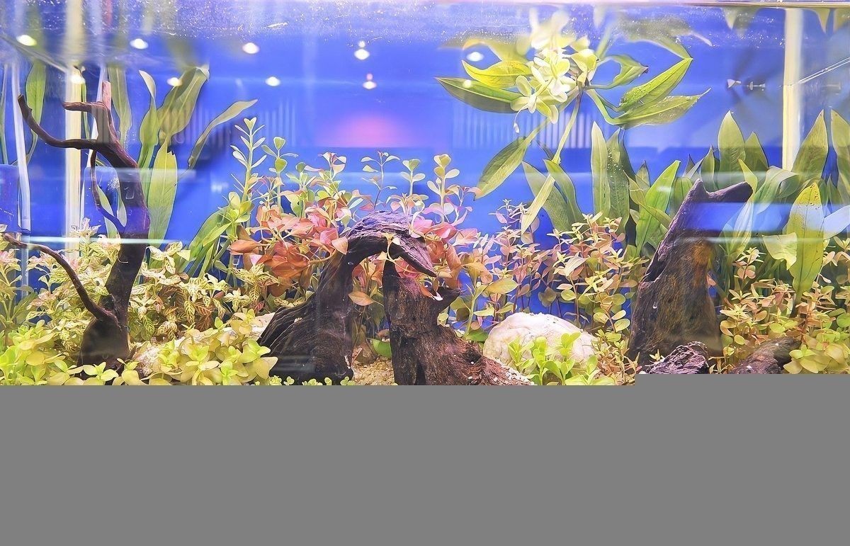 隔離期間如何給龍魚消毒？（隔離期間給龍魚消毒是一個(gè)重要步驟以確保它們的健康和安全）