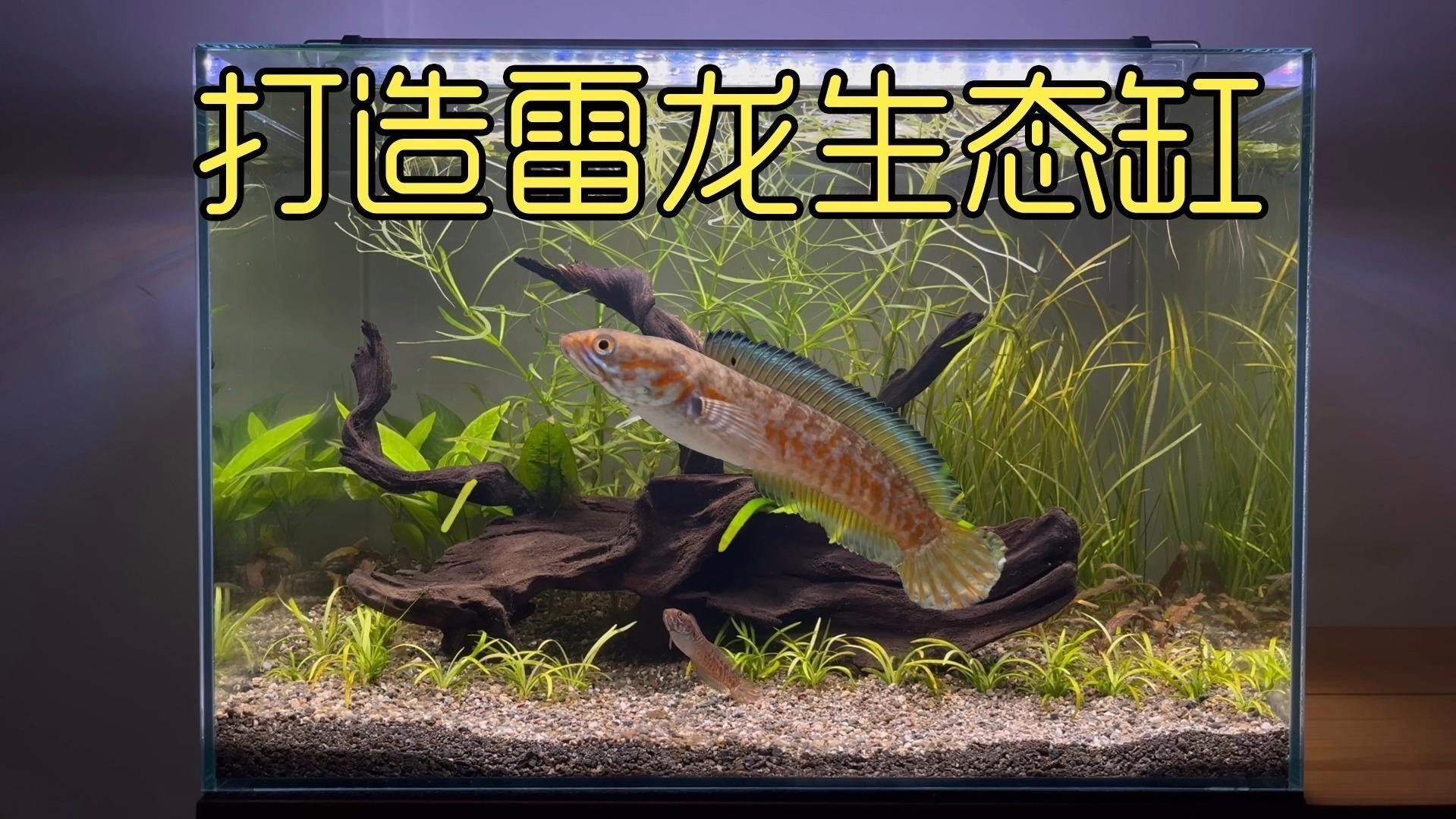 如何促進雷龍魚發情？（如何促進雷龍魚發情） 如何促進雷龍魚發情？（如何促進雷龍魚發情） 龍魚百科 第1張