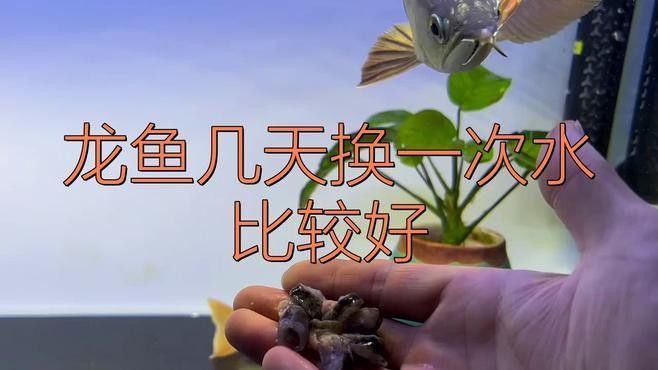 龍魚快養需要多久換一次水（魚快養換水的頻率取決于多種因素）