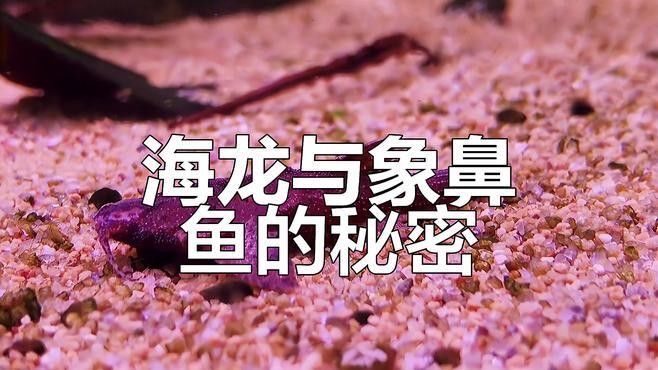 淡水海龍繁殖成功率有多高？（淡水海龍的繁殖成功率）