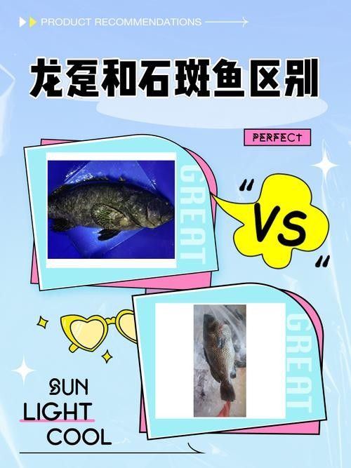 如何挑選新鮮的斑紋龍魚（如何挑選新鮮的斑紋龍魚，挑選新鮮的斑紋龍魚的技巧和建議）