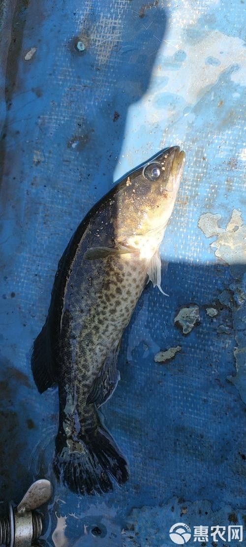 如何挑選新鮮的斑紋龍魚（如何挑選新鮮的斑紋龍魚，挑選新鮮的斑紋龍魚的技巧和建議）