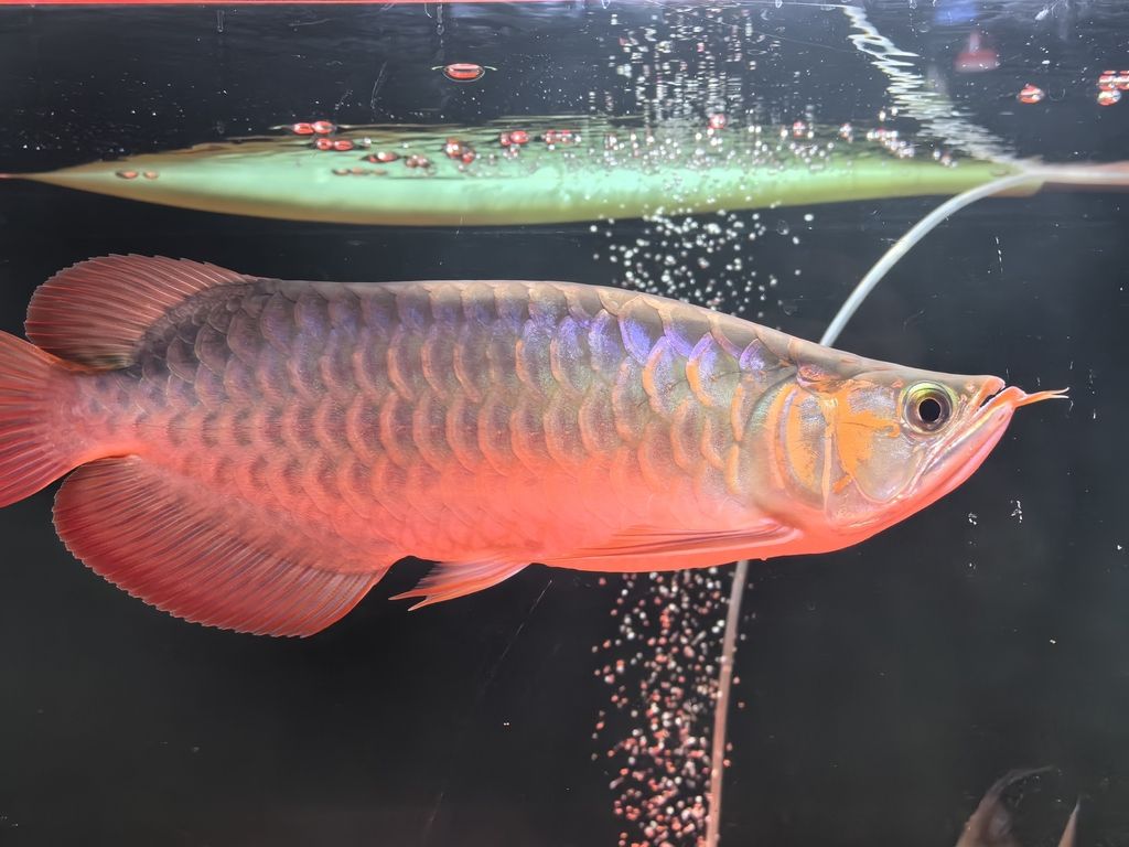 新手養(yǎng)龍(《虛擬世界》新手養(yǎng)龍指南) 龍魚論壇 第1張 新手養(yǎng)龍(《虛擬世界》新手養(yǎng)龍指南) 新手養(yǎng)龍(《虛擬世界》新手養(yǎng)龍指南) 龍魚論壇 第1張