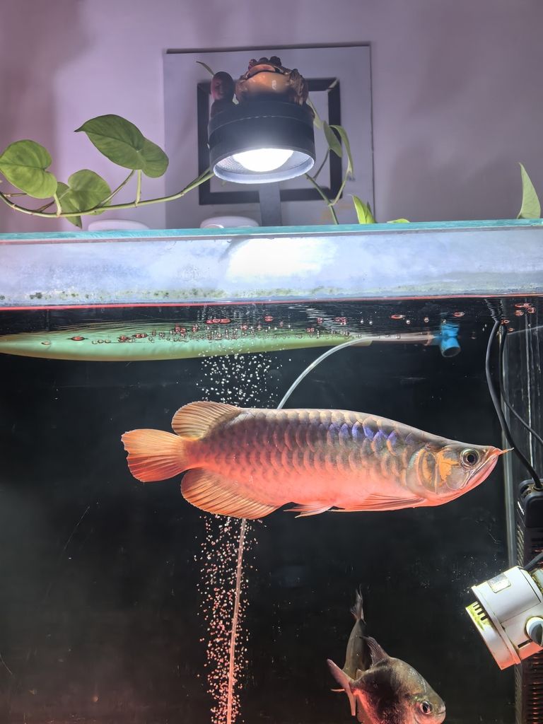 新手養(yǎng)龍(《虛擬世界》新手養(yǎng)龍指南) 龍魚論壇 第2張 新手養(yǎng)龍(《虛擬世界》新手養(yǎng)龍指南) 新手養(yǎng)龍(《虛擬世界》新手養(yǎng)龍指南) 龍魚論壇 第2張