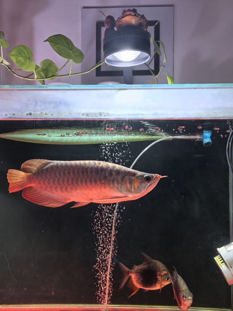 新手養(yǎng)龍(《虛擬世界》新手養(yǎng)龍指南) 龍魚論壇 第3張 新手養(yǎng)龍(《虛擬世界》新手養(yǎng)龍指南) 新手養(yǎng)龍(《虛擬世界》新手養(yǎng)龍指南) 龍魚論壇 第3張
