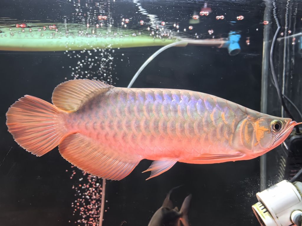 新手養(yǎng)龍(《虛擬世界》新手養(yǎng)龍指南) 龍魚論壇 第4張 新手養(yǎng)龍(《虛擬世界》新手養(yǎng)龍指南) 新手養(yǎng)龍(《虛擬世界》新手養(yǎng)龍指南) 龍魚論壇 第4張