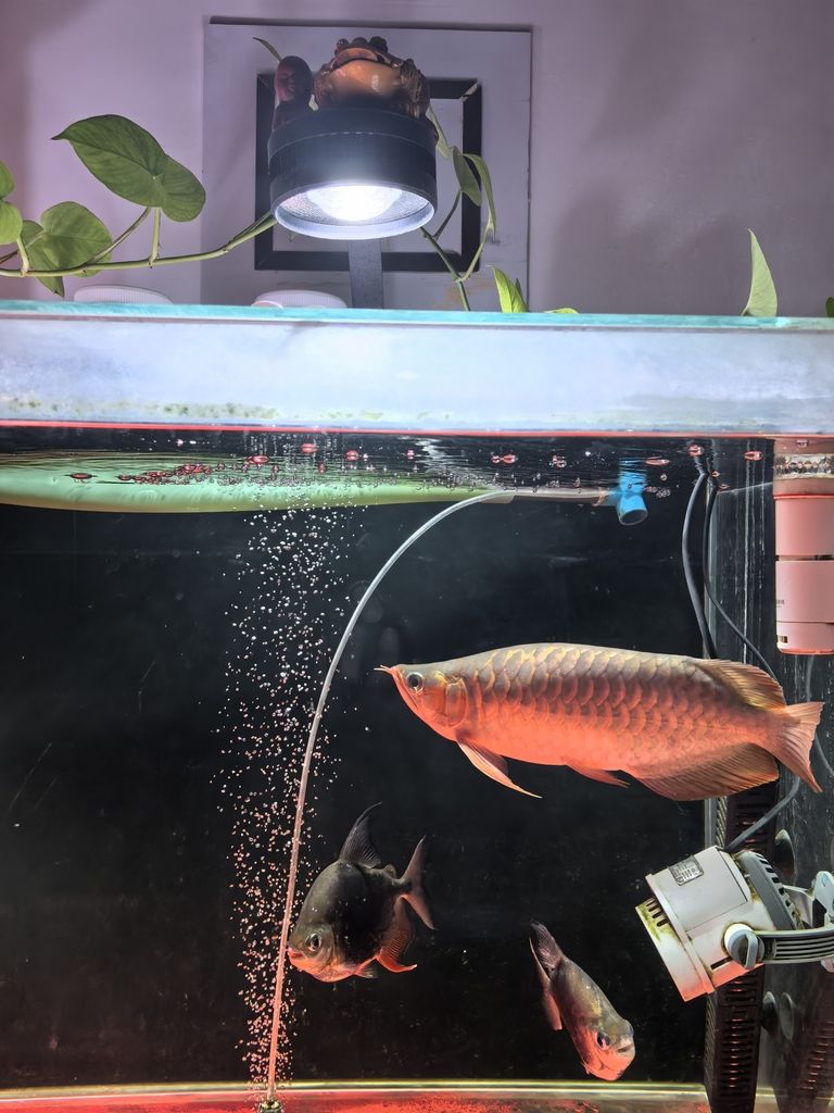 新手養(yǎng)龍(《虛擬世界》新手養(yǎng)龍指南) 龍魚論壇 第5張 新手養(yǎng)龍(《虛擬世界》新手養(yǎng)龍指南) 新手養(yǎng)龍(《虛擬世界》新手養(yǎng)龍指南) 龍魚論壇 第5張