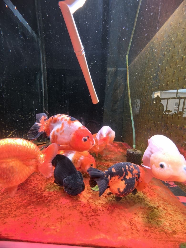 我的蘭壽長不胖(蘭壽魚的養殖方法) 龍魚論壇 第1張 我的蘭壽長不胖(蘭壽魚的養殖方法) 我的蘭壽長不胖(蘭壽魚的養殖方法) 龍魚論壇 第1張
