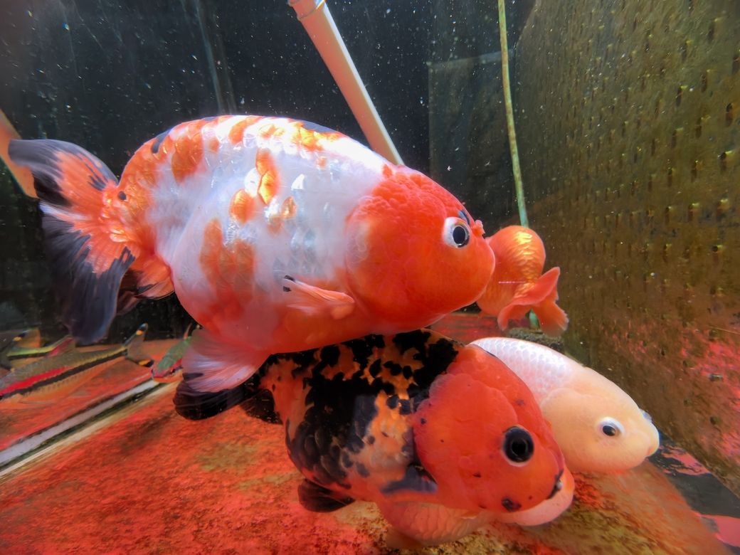 我的蘭壽長不胖(蘭壽魚的養殖方法) 龍魚論壇 第2張 我的蘭壽長不胖(蘭壽魚的養殖方法) 我的蘭壽長不胖(蘭壽魚的養殖方法) 龍魚論壇 第2張