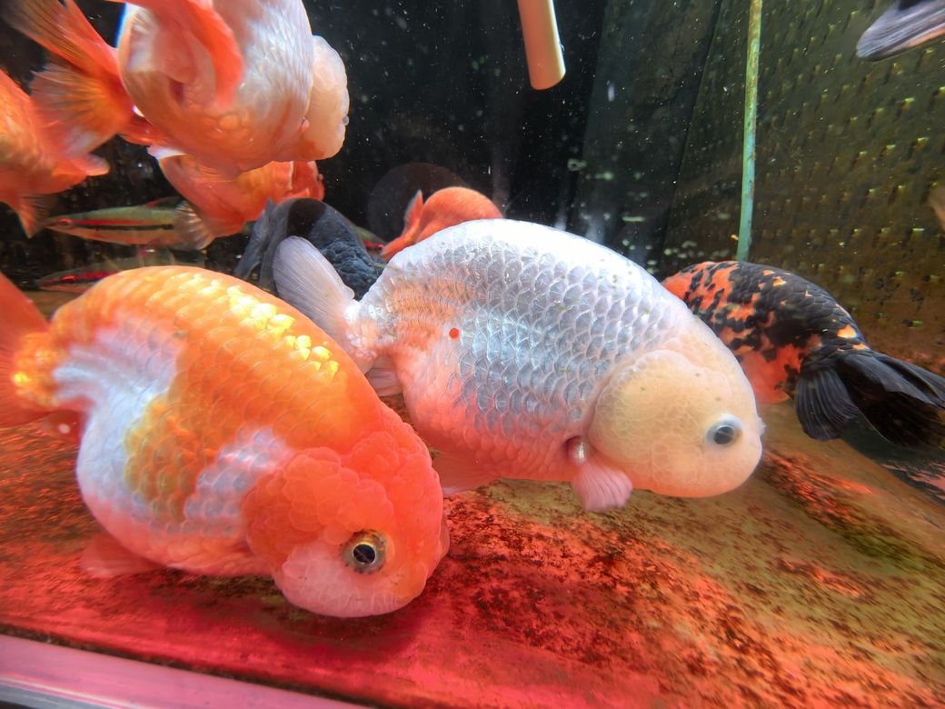 我的蘭壽長不胖(蘭壽魚的養殖方法) 龍魚論壇 第3張 我的蘭壽長不胖(蘭壽魚的養殖方法) 我的蘭壽長不胖(蘭壽魚的養殖方法) 龍魚論壇 第3張