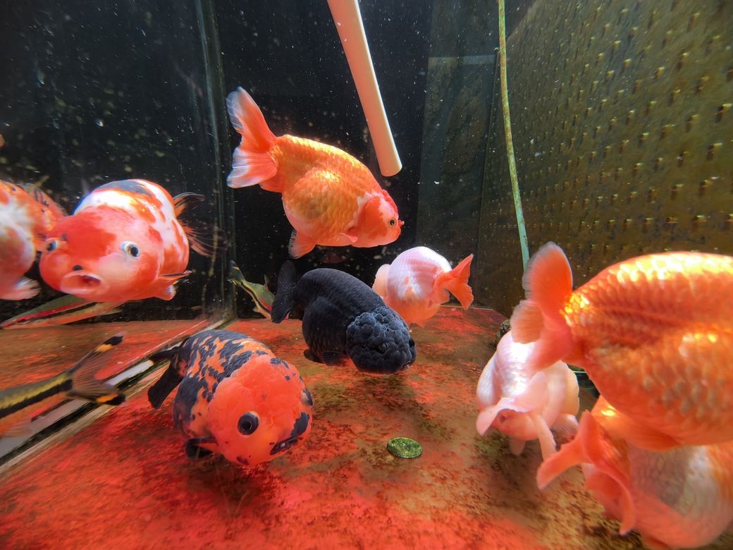 我的蘭壽長不胖(蘭壽魚的養殖方法) 龍魚論壇 第4張 我的蘭壽長不胖(蘭壽魚的養殖方法) 我的蘭壽長不胖(蘭壽魚的養殖方法) 龍魚論壇 第4張
