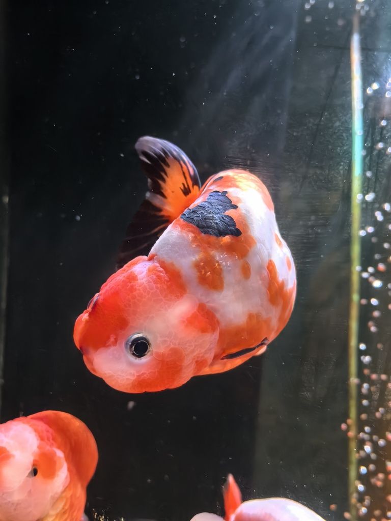 我的蘭壽長不胖(蘭壽魚的養殖方法) 龍魚論壇 第5張 我的蘭壽長不胖(蘭壽魚的養殖方法) 我的蘭壽長不胖(蘭壽魚的養殖方法) 龍魚論壇 第5張