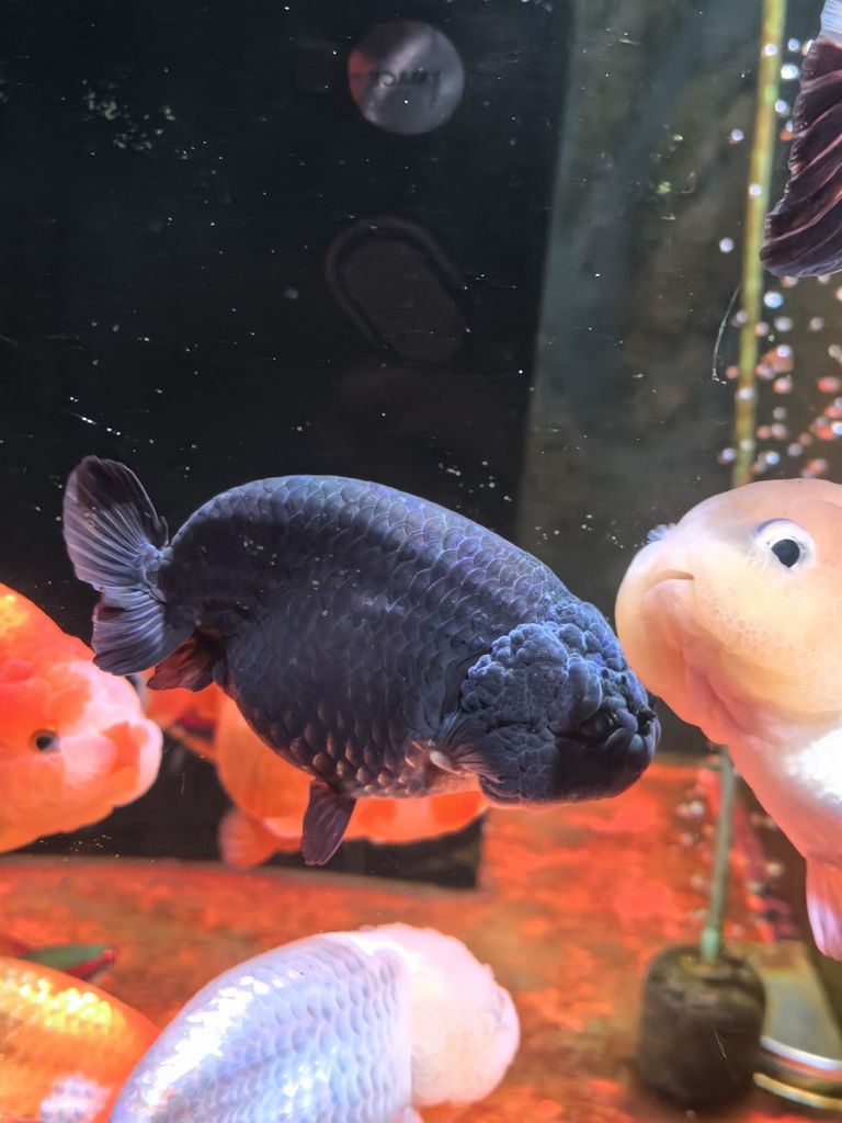 我的蘭壽長不胖(蘭壽魚的養殖方法) 龍魚論壇 第6張 我的蘭壽長不胖(蘭壽魚的養殖方法) 我的蘭壽長不胖(蘭壽魚的養殖方法) 龍魚論壇 第6張