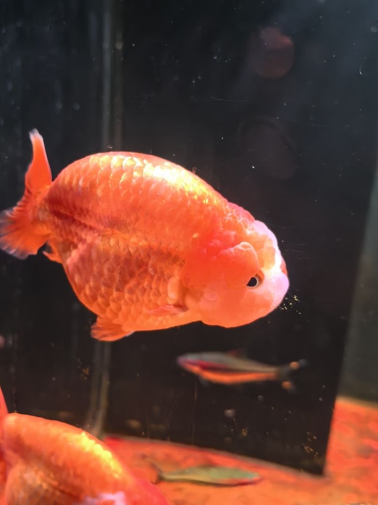 我的蘭壽長不胖(蘭壽魚的養殖方法) 龍魚論壇 第7張 我的蘭壽長不胖(蘭壽魚的養殖方法) 我的蘭壽長不胖(蘭壽魚的養殖方法) 龍魚論壇 第7張