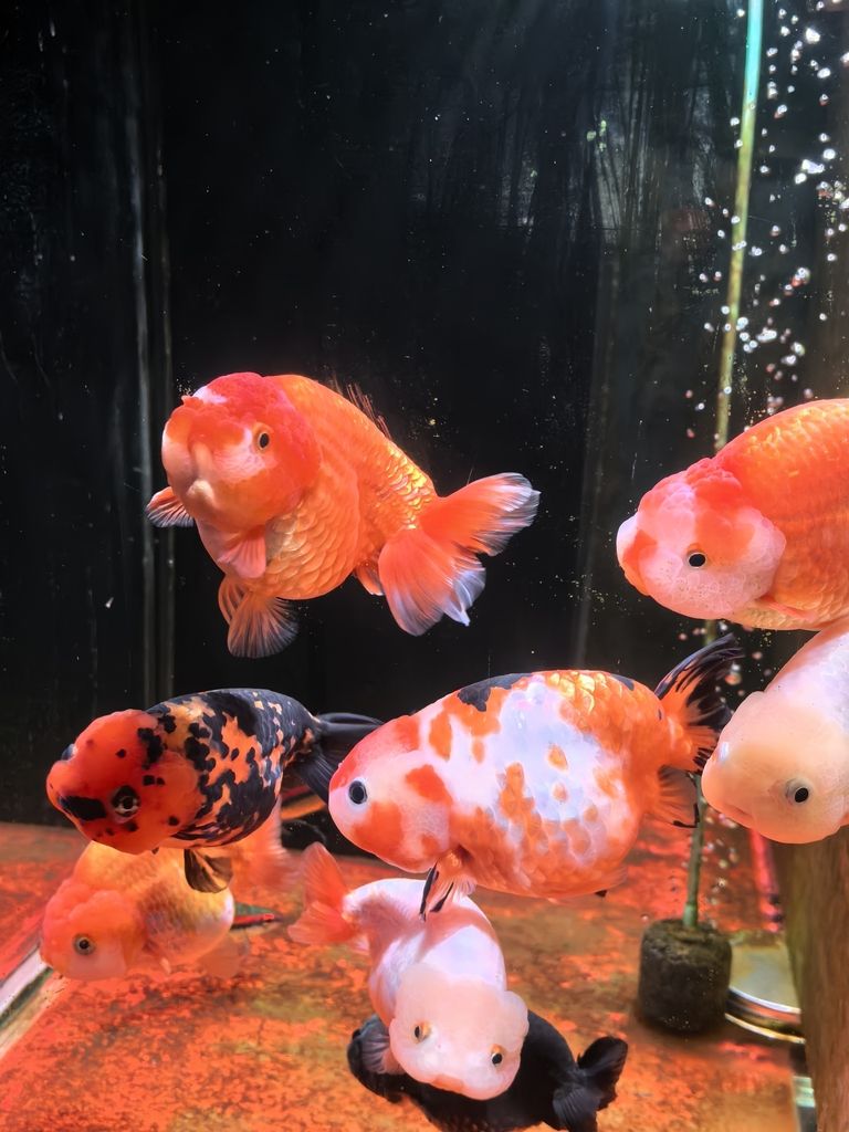 我的蘭壽長不胖(蘭壽魚的養殖方法) 龍魚論壇 第8張 我的蘭壽長不胖(蘭壽魚的養殖方法) 我的蘭壽長不胖(蘭壽魚的養殖方法) 龍魚論壇 第8張