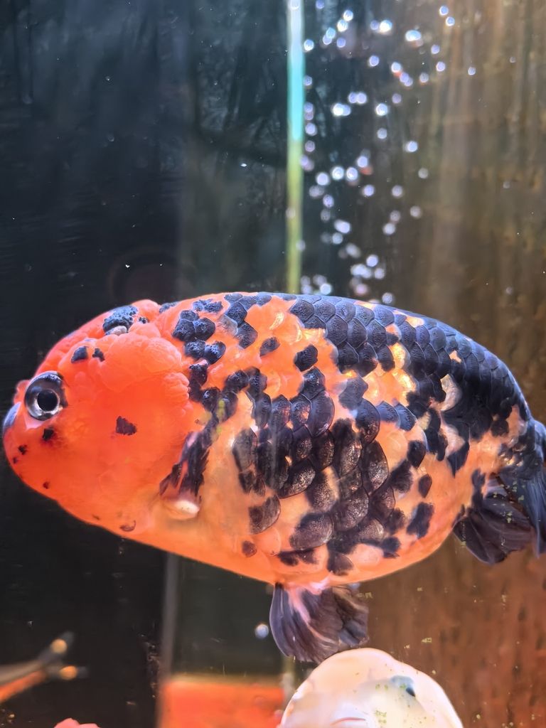我的蘭壽長不胖(蘭壽魚的養殖方法) 龍魚論壇 第9張 我的蘭壽長不胖(蘭壽魚的養殖方法) 我的蘭壽長不胖(蘭壽魚的養殖方法) 龍魚論壇 第9張