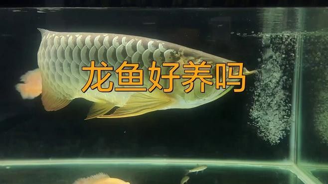 招遠哪個水族館龍魚好？祥龍魚場龍魚（廣州祥龍魚場）
