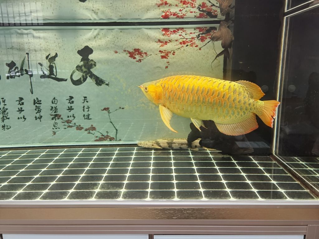（ai技術為教育帶來了前所未有的機遇和挑戰和挑戰） （ai技術為教育帶來了前所未有的機遇和挑戰和挑戰） 龍魚論壇