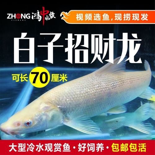 白子招財龍有哪些材質(zhì)選擇（子招財龍的材質(zhì)選擇多樣，白子招財龍的材質(zhì)選擇多樣）