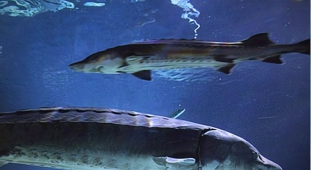 深海龍魚有哪些天敵？（哪些生物可能對深海龍魚構成威脅？）