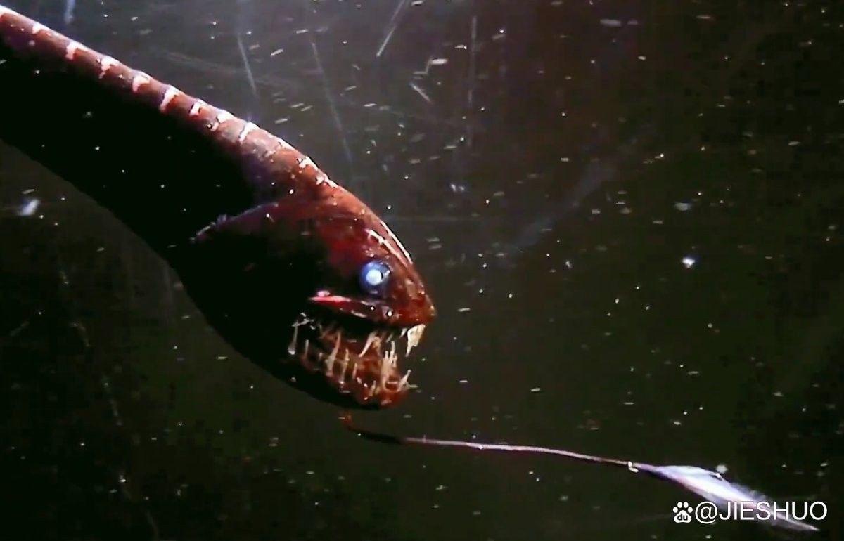 深海龍魚有哪些天敵？（哪些生物可能對深海龍魚構成威脅？）