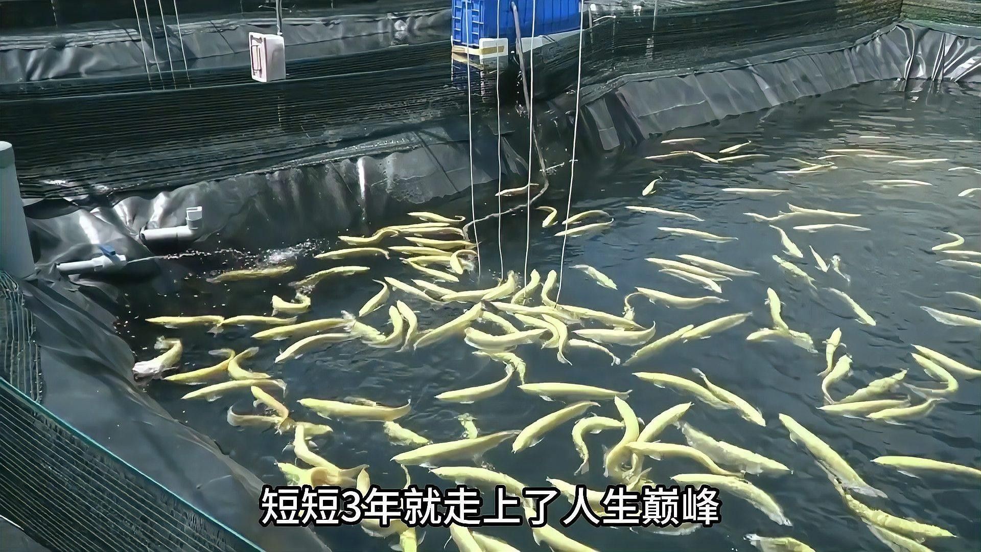 龍魚(yú)養(yǎng)殖技術(shù)有哪些創(chuàng)新（魚(yú)養(yǎng)殖技術(shù)的創(chuàng)新）