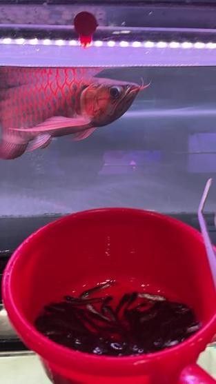 祥龍魚場(chǎng)有口碑嗎？，祥龍魚場(chǎng)的優(yōu)勢(shì) 祥龍魚場(chǎng)有口碑嗎？，祥龍魚場(chǎng)的優(yōu)勢(shì) 龍魚百科 第1張
