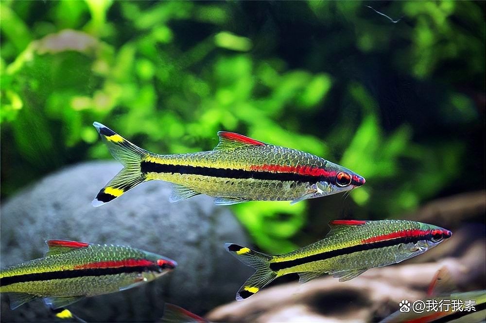 混養中如何保證一眉的安全（一眉道人魚最佳混養魚yaya_cine）