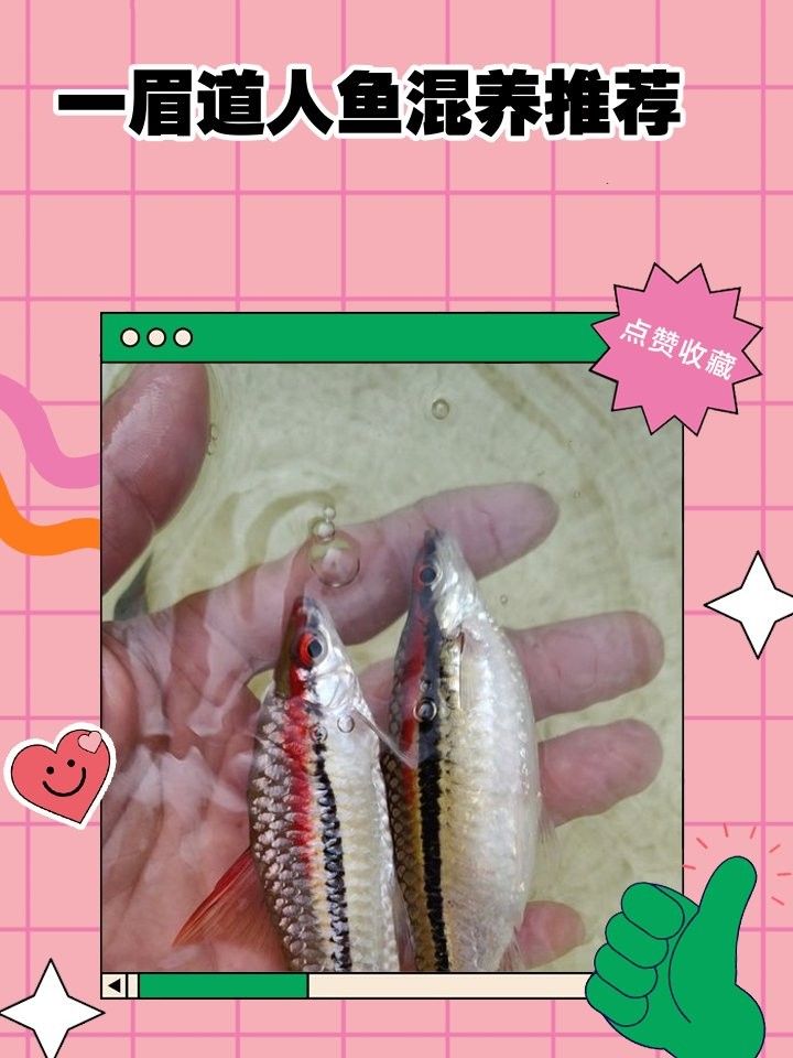 混養中如何保證一眉的安全（一眉道人魚最佳混養魚yaya_cine）