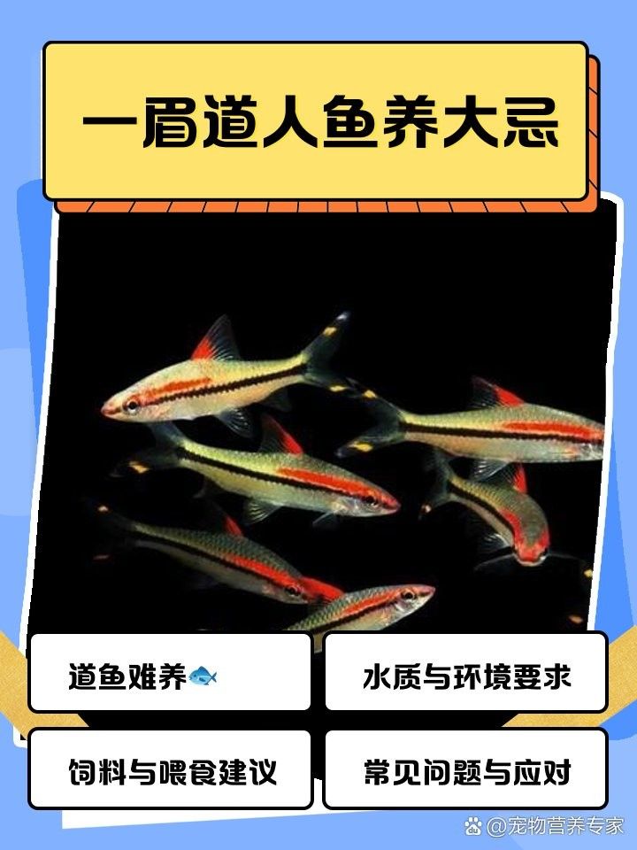 混養中如何保證一眉的安全（一眉道人魚最佳混養魚yaya_cine）
