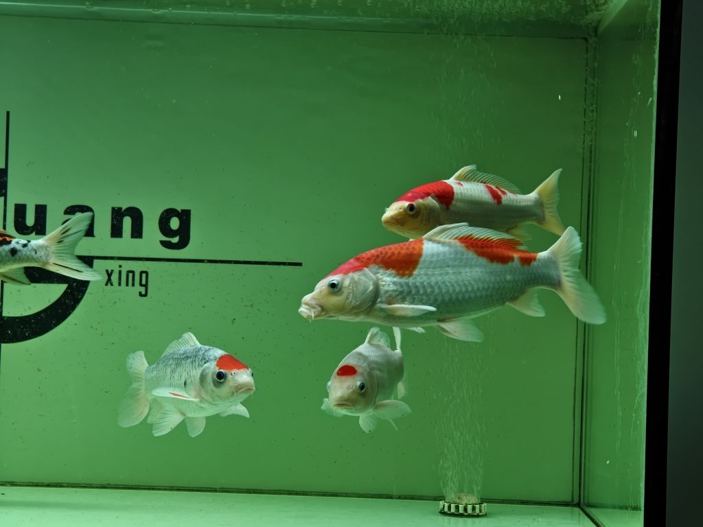 錦鯉（錦鯉的飼養方式）