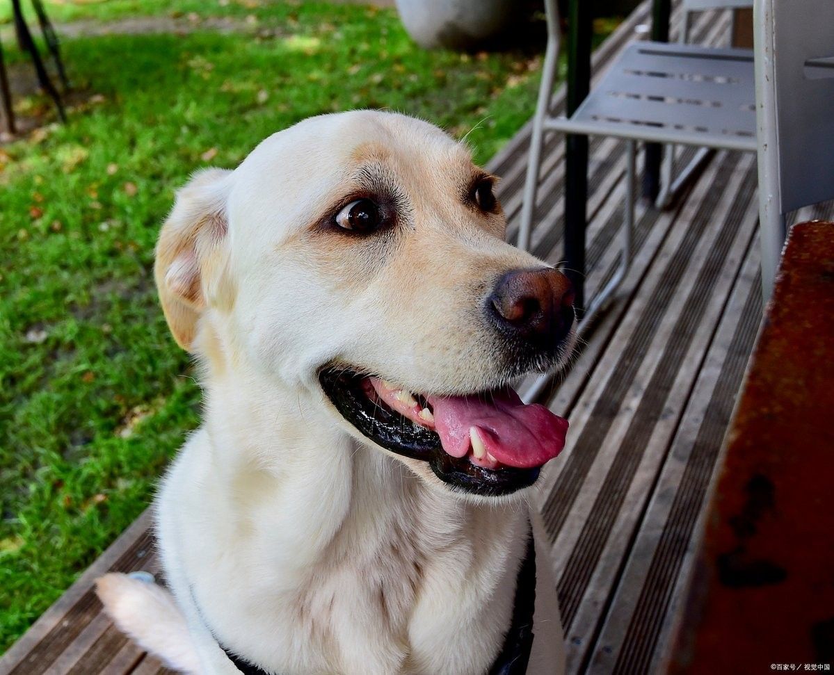 紅龍犬成年后如何進行聲音脫敏（紅龍犬成年后的聲音脫敏是一個漸進的過程）