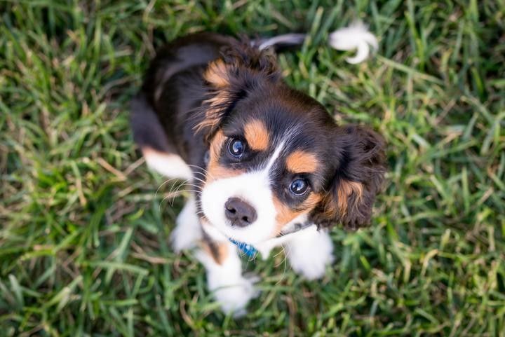 紅龍犬成年后如何進行聲音脫敏（紅龍犬成年后的聲音脫敏是一個漸進的過程）