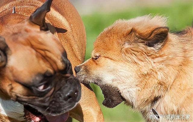 紅龍犬成年后如何進行聲音脫敏（紅龍犬成年后的聲音脫敏是一個漸進的過程）