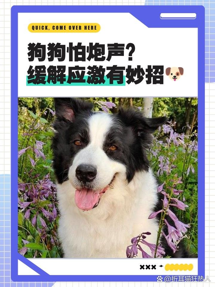 紅龍犬成年后如何進行聲音脫敏（紅龍犬成年后的聲音脫敏是一個漸進的過程）