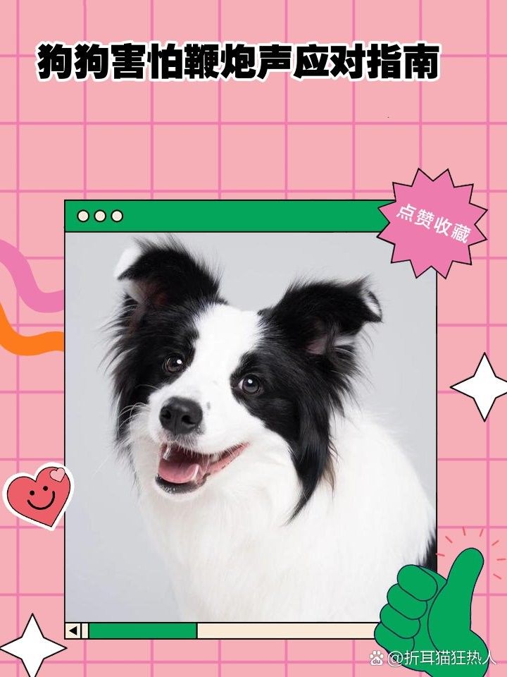 紅龍犬成年后如何進行聲音脫敏（紅龍犬成年后的聲音脫敏是一個漸進的過程）
