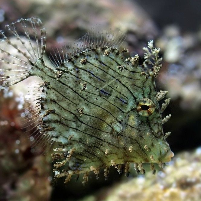 海水青龍魚繁殖方法（海水青龍魚的繁殖方法）