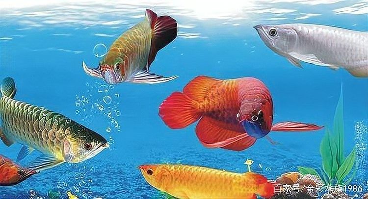 海水青龍魚繁殖方法（海水青龍魚的繁殖方法）