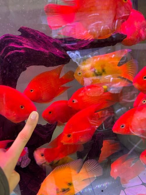 推薦一些適合混養(yǎng)的魚類（哪些小型魚可以混養(yǎng)警警通） 推薦一些適合混養(yǎng)的魚類（哪些小型魚可以混養(yǎng)警警通） 龍魚百科 第1張