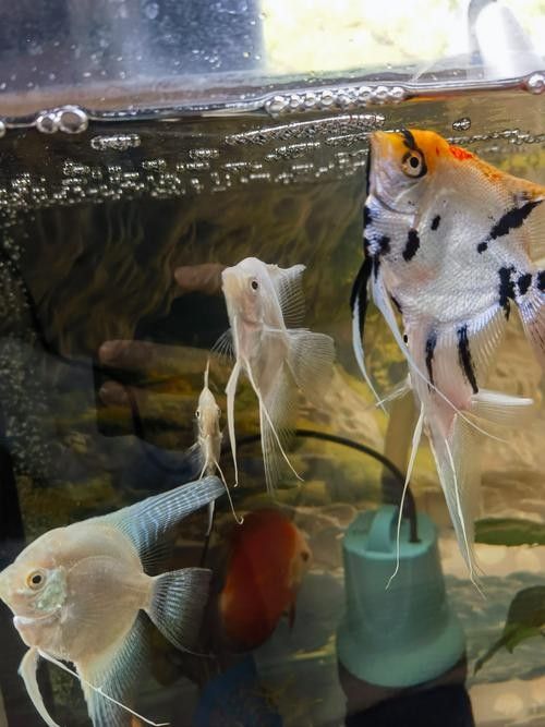 推薦一些適合混養(yǎng)的魚類（哪些小型魚可以混養(yǎng)警警通） 推薦一些適合混養(yǎng)的魚類（哪些小型魚可以混養(yǎng)警警通） 龍魚百科 第2張