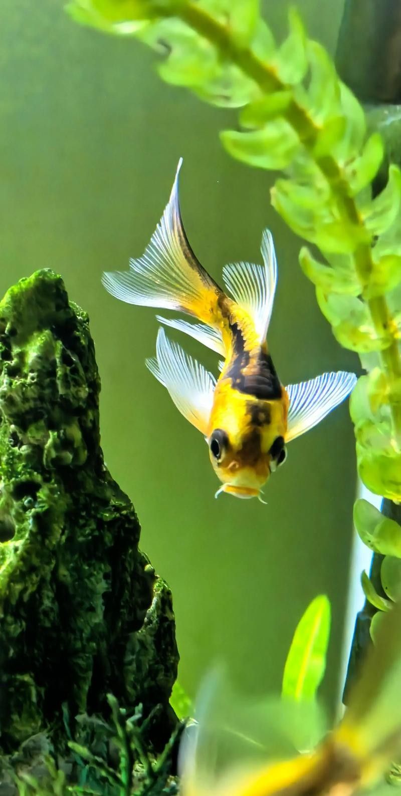 推薦一些適合混養(yǎng)的魚類（哪些小型魚可以混養(yǎng)警警通） 推薦一些適合混養(yǎng)的魚類（哪些小型魚可以混養(yǎng)警警通） 龍魚百科 第3張