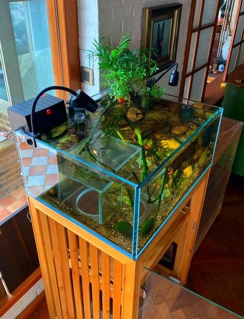 推薦一些適合混養(yǎng)的魚類（哪些小型魚可以混養(yǎng)警警通） 推薦一些適合混養(yǎng)的魚類（哪些小型魚可以混養(yǎng)警警通） 龍魚百科 第6張