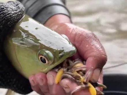 草魚苗如何投喂龍魚？（魚苗投喂龍魚是一個需要細致操作的過程，以下關鍵步驟和注意事項） 草魚苗如何投喂龍魚？（魚苗投喂龍魚是一個需要細致操作的過程，以下關鍵步驟和注意事項） 龍魚百科 第3張