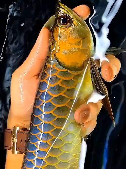 細菌感染引起的龍魚嘴唇發白如何治療？，龍魚嘴唇發白怎么辦？