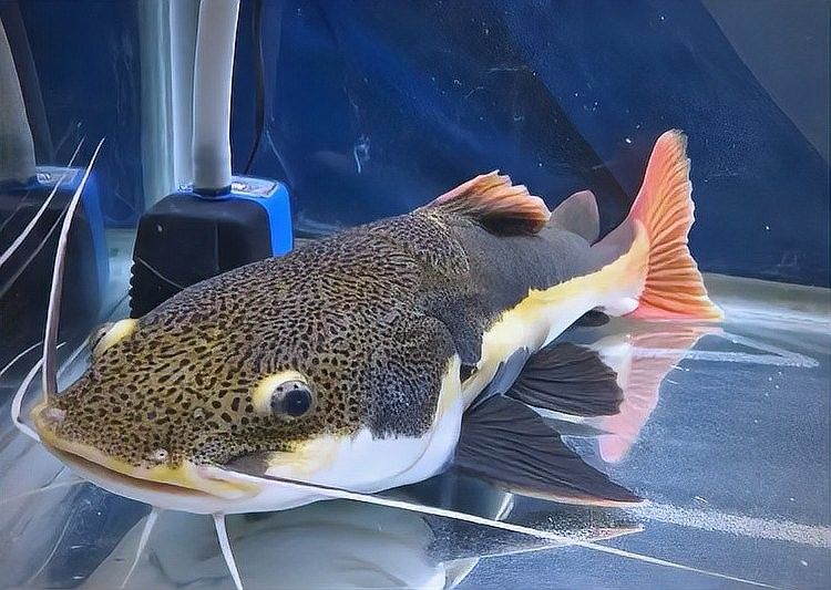 龍魚混養中哪些魚容易受到攻擊（魚混養中的魚類易受攻擊的情況通常與它們的行為習性、體型大小以及與龍魚的相對位置有關） 龍魚混養中哪些魚容易受到攻擊（魚混養中的魚類易受攻擊的情況通常與它們的行為習性、體型大小以及與龍魚的相對位置有關） 龍魚百科 第3張