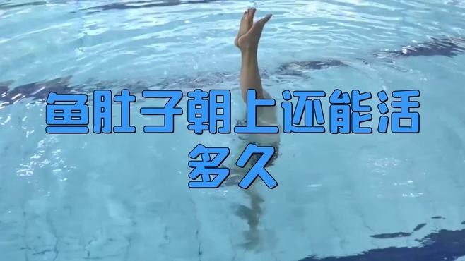 藍龍魚翻肚后多久會死（藍龍魚翻肚后多久會死，藍龍魚翻肚后還能活多久）