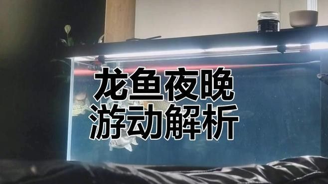 龍魚七鰭中哪個鰭最大（龍魚七鰭中哪個鰭最大？）