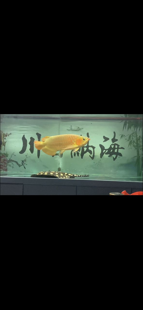 失膘，急救（失膘的急救措施）