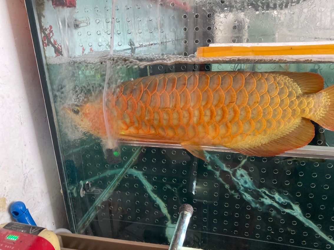 失膘，急救（失膘的急救措施）